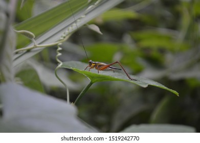 a cricket insect on a leaf  - Shutterstock ID 1519242770