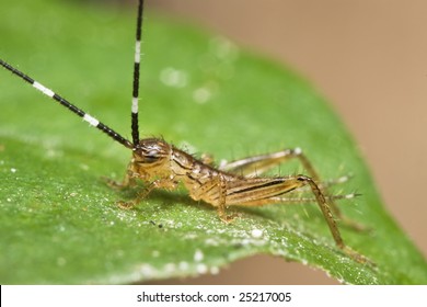 Cricket Nymph