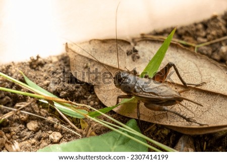 A cricket on a fallen leaf