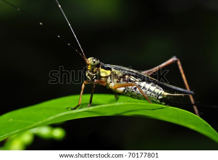 cricket on green leaf