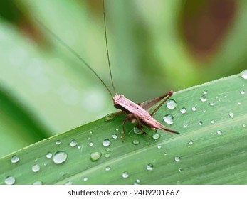 A cricket on a green leaf with raindrops.