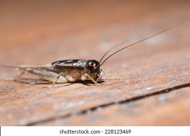 Cricket perched on a wooden floor in the house.