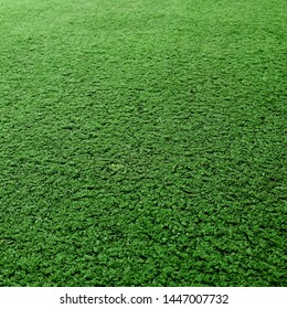 Cricket Pitch Texture. Green Grass. Indoor Cricket Turf Tuxture