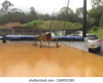 Cricket in the table