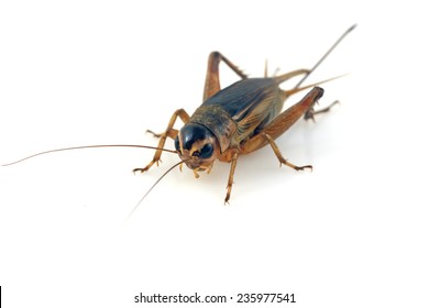 cricket in a white background, closeup of photo