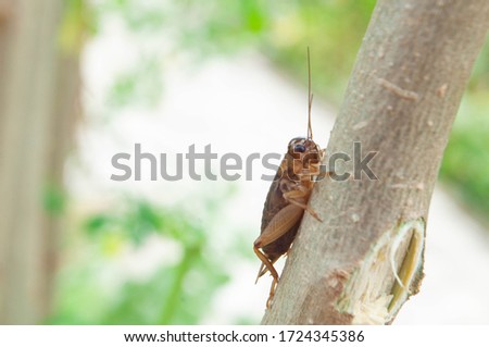 crickets on the tree, crickets on the leaves