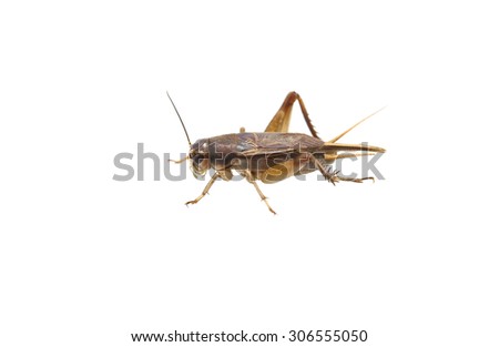 crickets on the white background