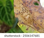 Cricula trifenestrata caterpillars metamorphose into pupae on dry leaves