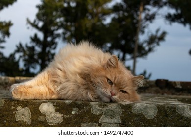 Crimea Cat In The Village Of Foros, Keeper Of The Crypt.