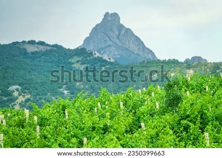 Crimean mountains, main ridge on north side at end of spring. In foreground are Crimean vineyards as basis of famous Crimean wines. Vintage madeira is produced from this grape variety