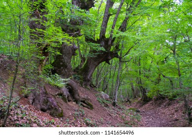 Crimean Mountains In Summer