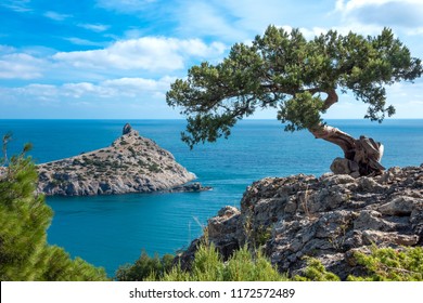 Crimean pine on a cliff overlooking the sea - Powered by Shutterstock