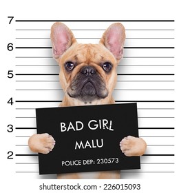 criminal  bulldog , at the police station , mugshot photo