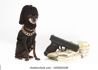 A criminal dog with dollars. Dog in robber mask. Toy terrier gangster. Dogs breed Prague Ratter. Pocket dogs. Pets.