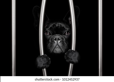 criminal french bulldog dog  behind bars in police station, jail prison, or shelter  for bad behavior