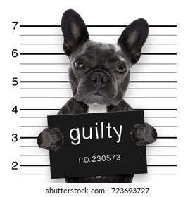 Criminal Mugshot  Of French Bulldog Dog At Police Station Holding Guilty Placard , Isolated On Background