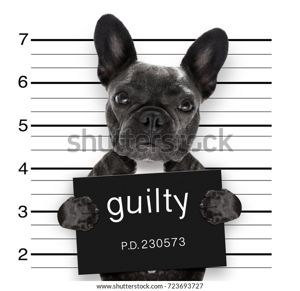 criminal mugshot  of\
french bulldog dog at police station holding guilty placard ,\
isolated on background