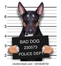 Criminal Mugshot  Of Pitbull Terrier  Dog At Police Station Holding Placard , Isolated On Background