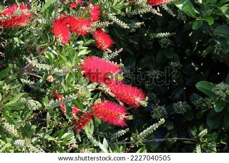 Crimson Bottlebrush blooms, New South Wales Australia
