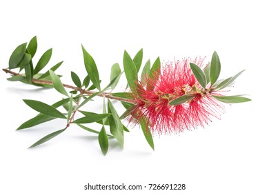 Crimson Bottlebrush Flower Isolated On White Background