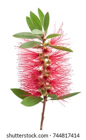 Crimson Bottlebrush Flower Isolated On White Background