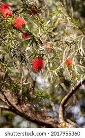 Crimson Bottlebrush Flower Of The Species Melaleuca Citrina