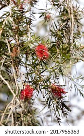 Crimson Bottlebrush Flower Of The Species Melaleuca Citrina