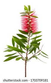 Crimson Bottlebrush Flowers Isolated On White Background