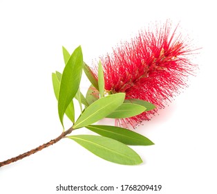 Crimson Bottlebrush Flowers Isolated On White Background