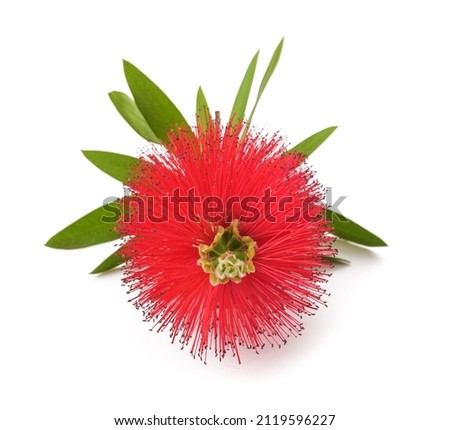 Crimson bottlebrush flowers isolated on white background