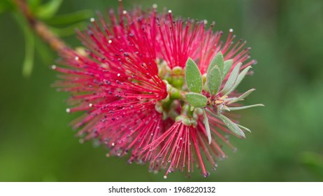 Crimson Bottlebrush - Melaleuca Citrina