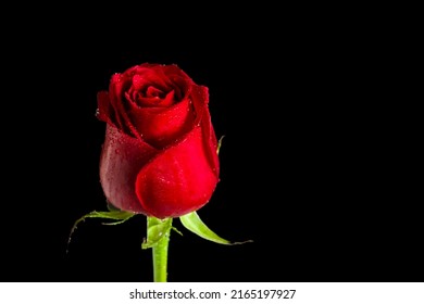 30,539 Crimson rose Images, Stock Photos & Vectors | Shutterstock
