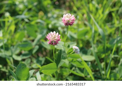 Crimson Clover In A Field.