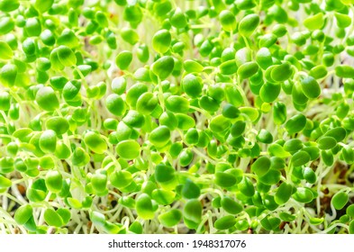 Crimson clover sprouts, close up. Italian clover, microgreens. Seedlings of Trifolium incarnatum, green shoots, young plants and sprouts. Herb used as garnish or as a leaf vegetable. Macro food photo.