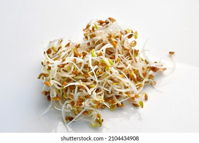 Crimson Clover Sprouts In A Closeup