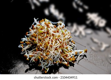 Crimson Clover Sprouts In A Closeup