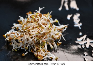 Crimson Clover Sprouts In A Closeup