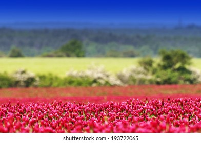 Crimson clover (Trifolium incarnatum) field