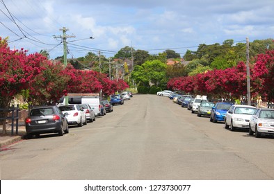 Crimson crepe myrtle tree lined bitumen street, cars parked and a van on either side. Lagerstroemia speciosa