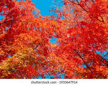 Crimson Foliage - An October scene in the maple trees at Stack Park - Redmond, OR - Shutterstock ID 1933647914