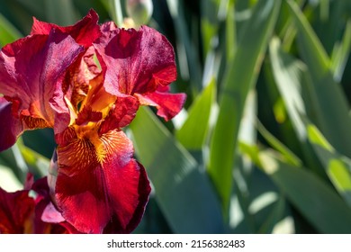 Crimson iris on background of green foliage. Underlined texture of petals. Iris germanica - L. Close-up, copy space. Floriculture, spring, beauty in nature