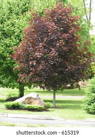 Crimson King Maple Tree In Montgomery County, PA