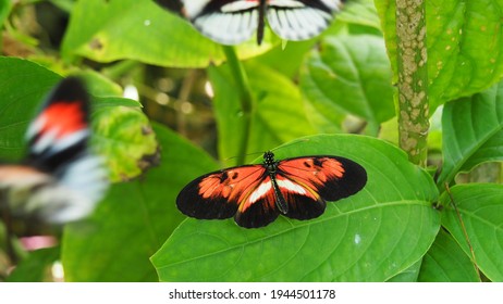 Crimson Patched Butterfly Also Known As Postman Butterfly With Open Wings On Leaf