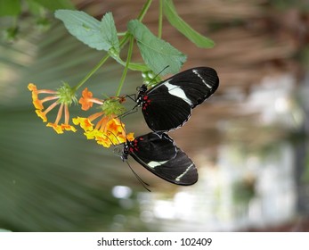 Crimson Patched Longwing Butterfly