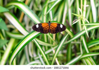 Crimson Patched Longwing Butterfly (Heliconius Erato Latavitta) In Mindo, Ecuador.