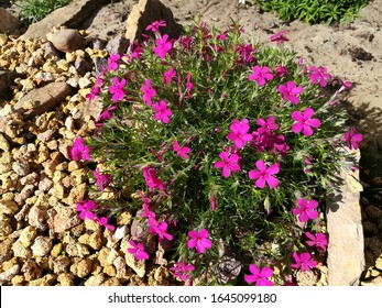  Crimson Phlox douglasii Crackerjack. low Alpine plant blooming in spring. Creeping rose Bush for Czech rolling Pin  - Shutterstock ID 1645099180