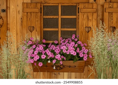 Crimson pink blooming Petunia flowers, Petunia hybrids plants. Blossoming flowers on windowsill. Old wooden Window with flowerpots - Powered by Shutterstock