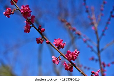 Crimson Plum Blossoms In Full Bloom In The Blue Sky Background