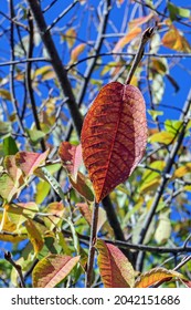 Crimson Plum Leaf On An Autumn Sunny Day