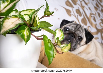 Crimson Queen Or Hoya Carnosa Tricolor, Pet Friendly Climbing And Hanging Plant. Indoor Plant And Dog Photography. Dog Portrait With A Plant Pet Friendly. Space For Logo Or Text